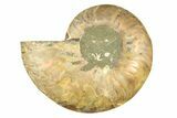 Cut & Polished Ammonite Fossil (Half) - Madagascar #308104-1